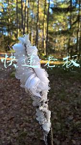 顺丰快递老板是谁