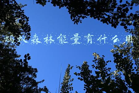 蚂蚁森林能量有什么用 蚂蚁森林能量有什么用