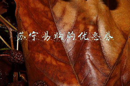 苏宁易购的优惠券