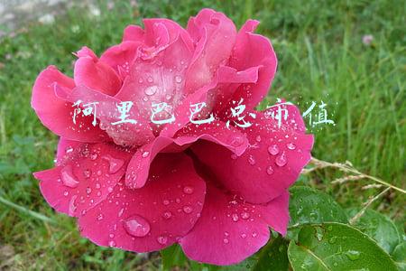 阿里巴巴总市值