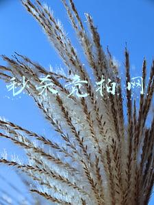 秒杀竞拍网
