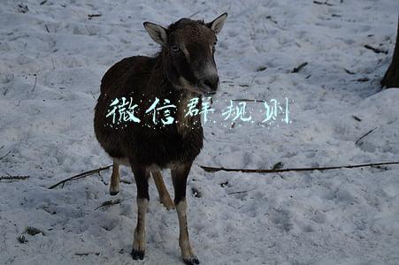 微信群规则