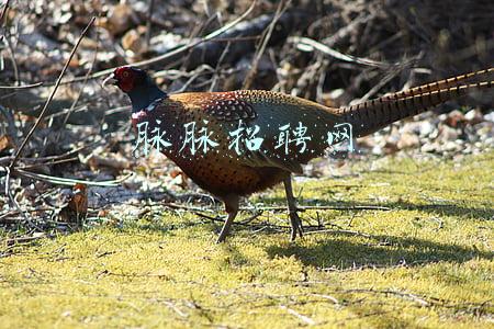 脉脉招聘网