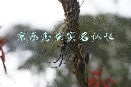 京东怎么实名认证