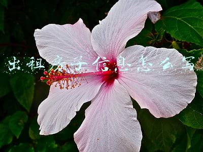 出租房子信息怎么写