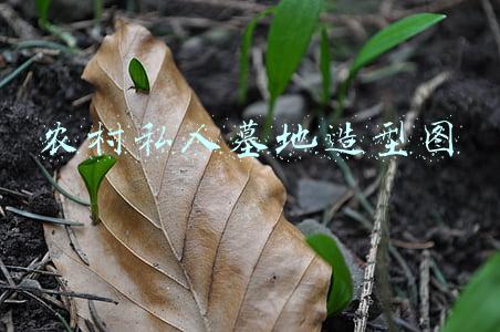 农村私人墓地造型图