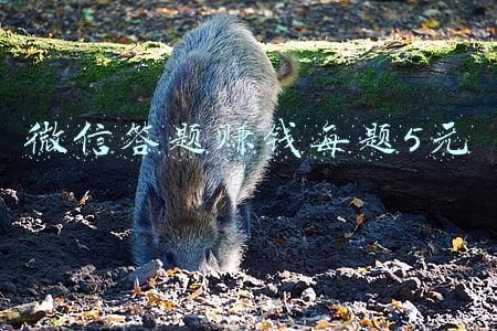 微信答题赚钱每题5元