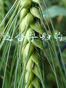 十大适合孕妇的工作