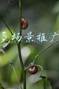 拼多多场景推广技巧