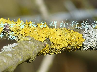 女士香水品牌排行榜前十名
