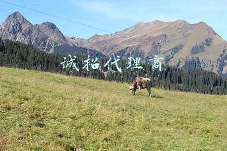 诚招代理商