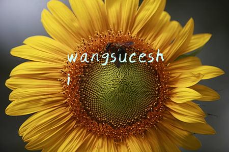 wangsuceshi