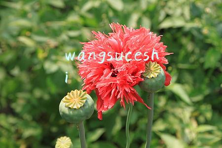 wangsuceshi
