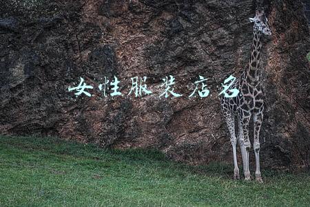 女服装店名字简洁大气(为“恋裳”服装店撰联)