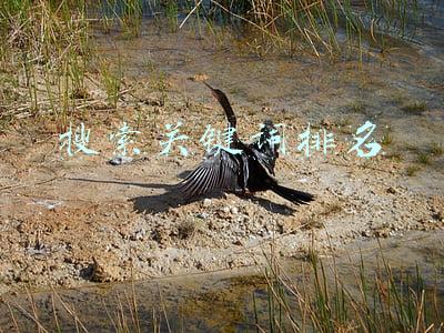 搜索关键词排名