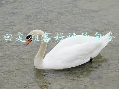 回复顾客好评的句子