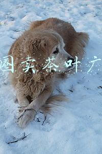 朋友圈卖茶叶广告词