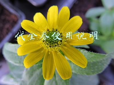 代金券使用说明
