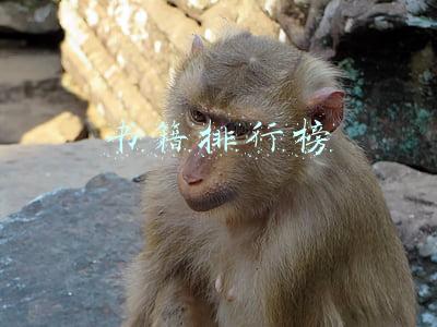 书籍排行榜
