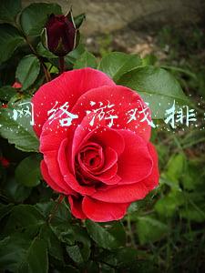 新开网络游戏排行榜