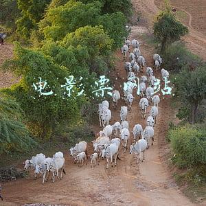 电影票网站
