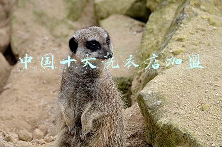 中国十大洗衣店加盟