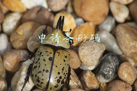 申请条形码
