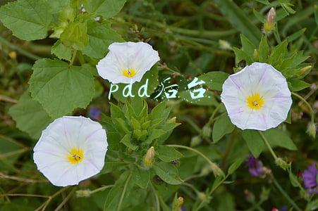 pdd后台
