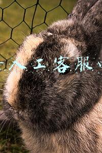 抖音人工客服电话
