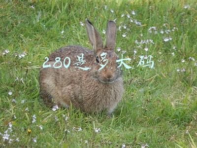 280是多大码
