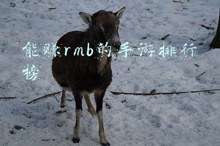 能赚rmb的手游排行榜
