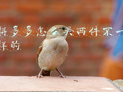 拼多多怎么买两件不一样的