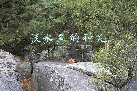 淡水鱼的种类