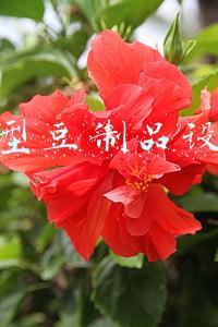 小型豆制品设备