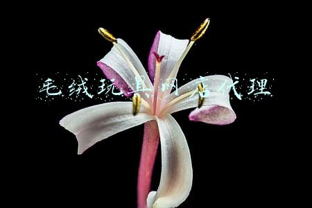 毛绒玩具网店代理