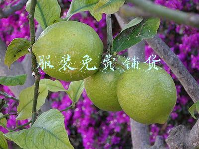 服装免费铺货