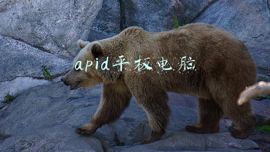 apid平板电脑