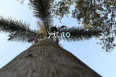 yitao
