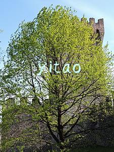 yitao