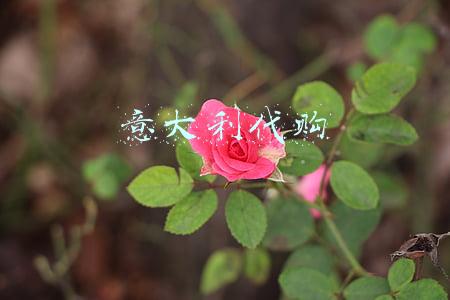 意大利代购