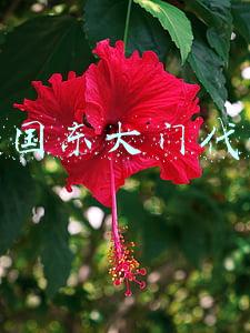 韩国东大门代购