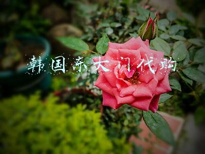 韩国东大门代购