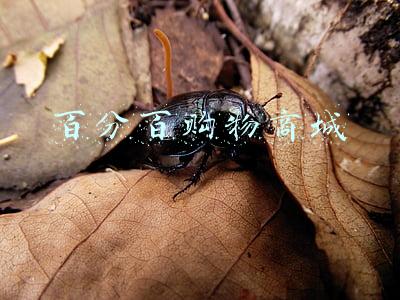 百分百购物商城
