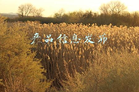 产品信息发布