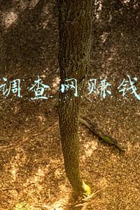 调查网赚钱