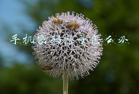 手机密码忘了怎么办