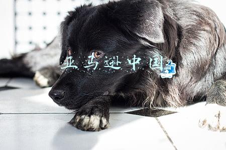 亚马逊中国