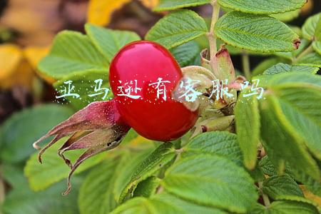 亚马逊有客服吗
