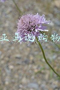 亚马逊购物