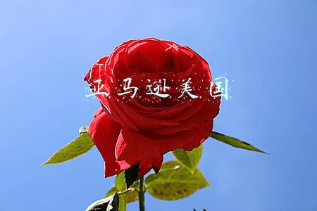 亚马逊美国